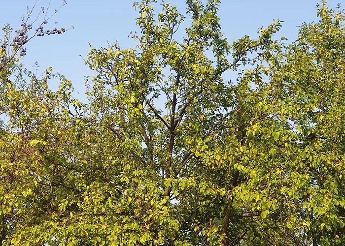 Apartman Stara Myjava Stara Myjava